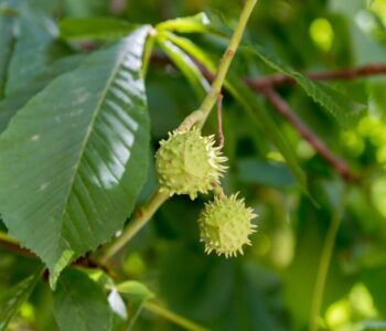 kwiat-kasztanowca---na-co-pomaga