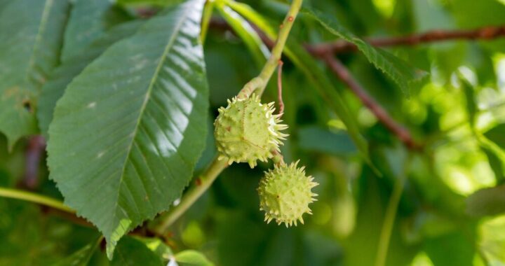 kwiat-kasztanowca---na-co-pomaga